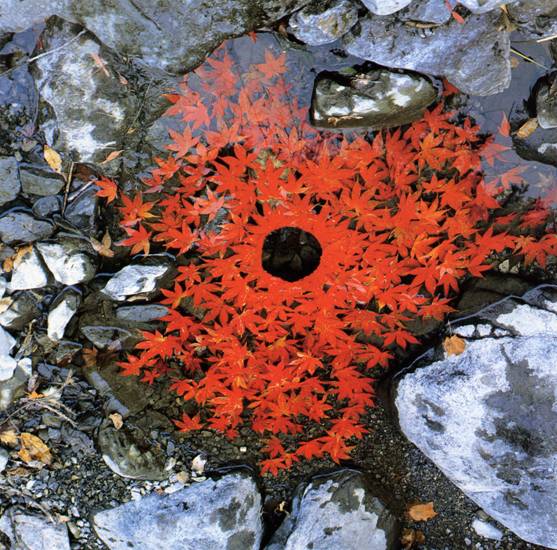 Andy Goldworthy