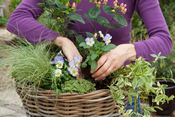 Berry basket