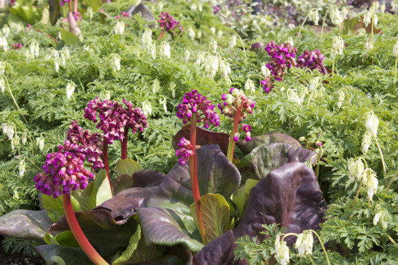 Bergenia_0531