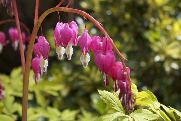 Bleeding Heart_0675