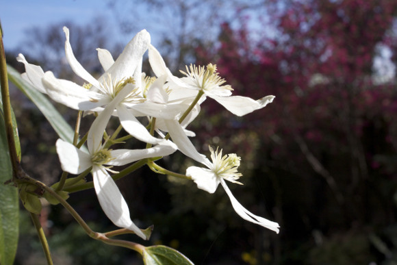 Clematis armandii_0285