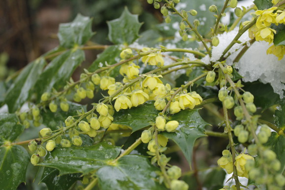 Mahonia_7136