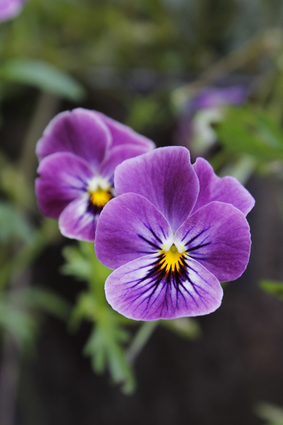 Pansy_1357_2