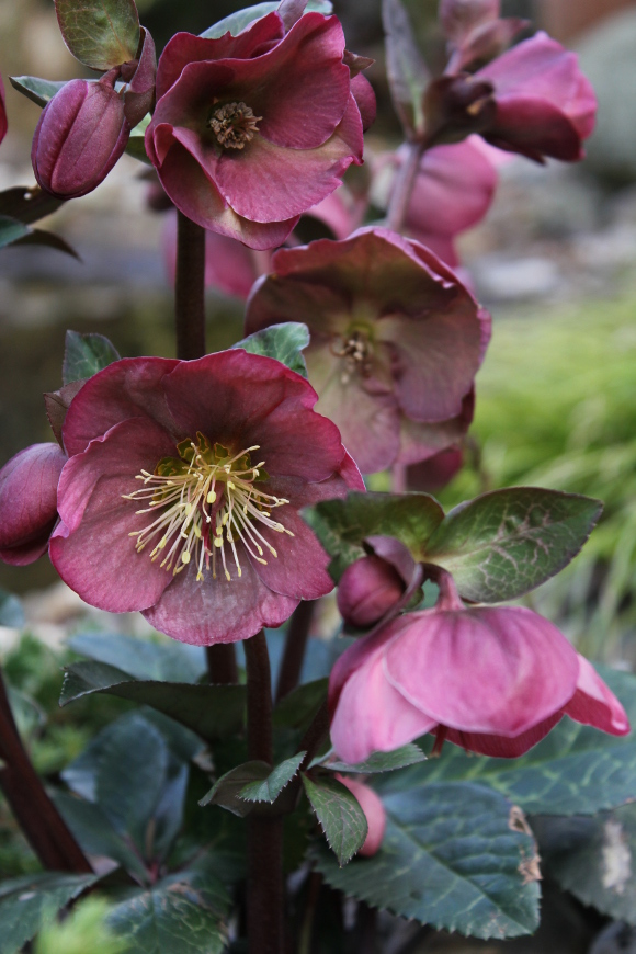 Penny's Pink_0017_2