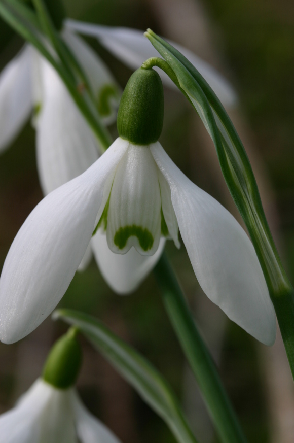 Snowdrop_Galanthus Straffan IMG_5766