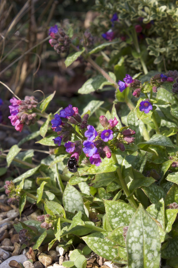 pulmonaria and bee_0191