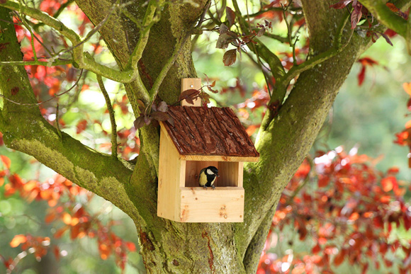 Chapelwood-robin-nest-box