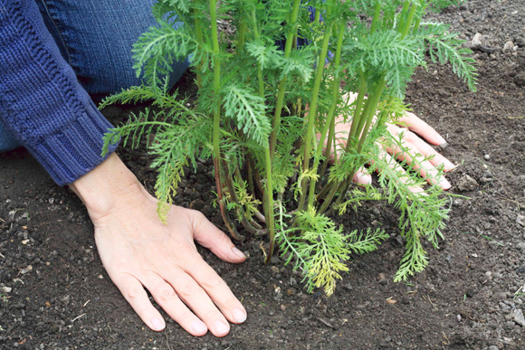 How-to-plant-successfully