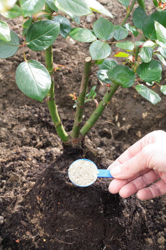 Rootgrow
