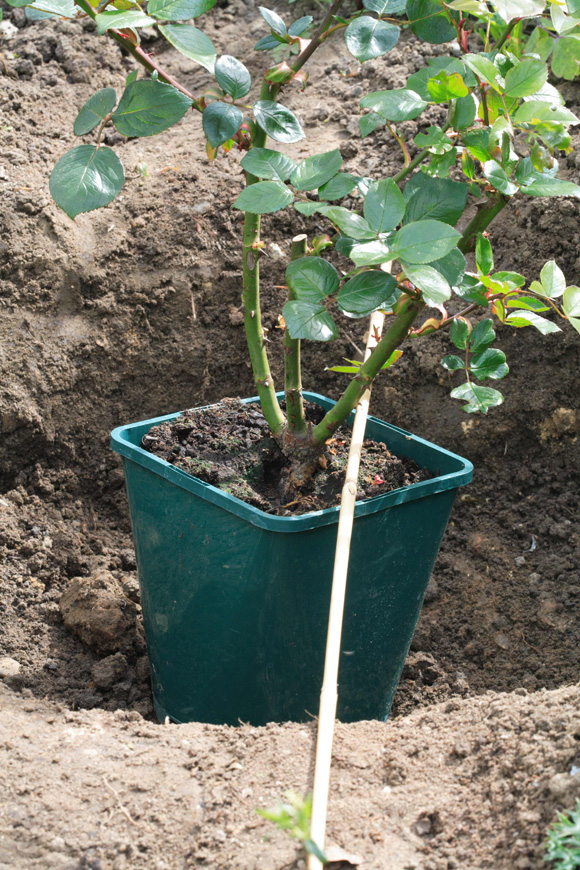 Roseplant
