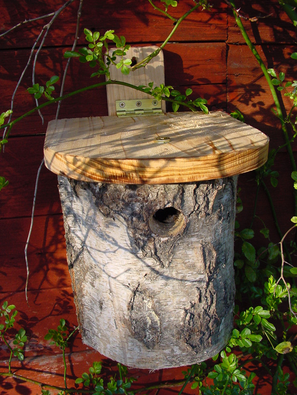 Silver-Birch-nest-box