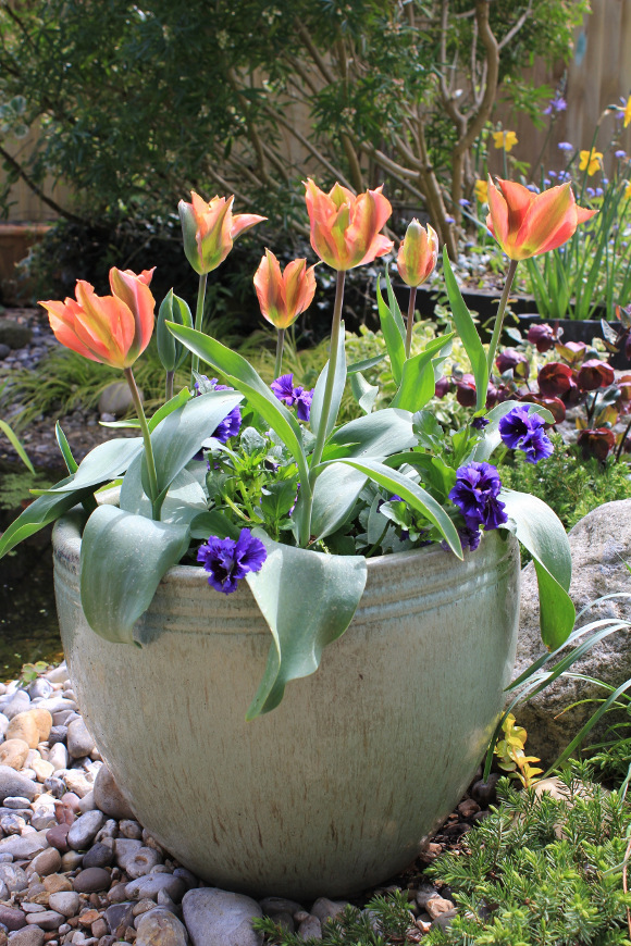 Achica-Tulip Artist and violas