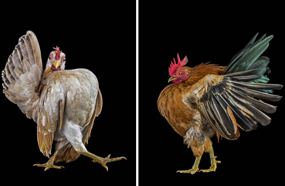 Ernest-Goh,-Singapore,-Finalist,-Nature-Wildlife,-Professional-Competition-2013