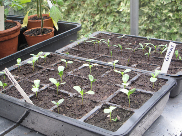 Sowing-seeds
