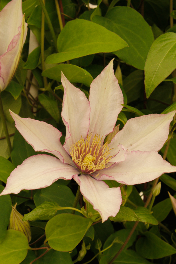 Clematis