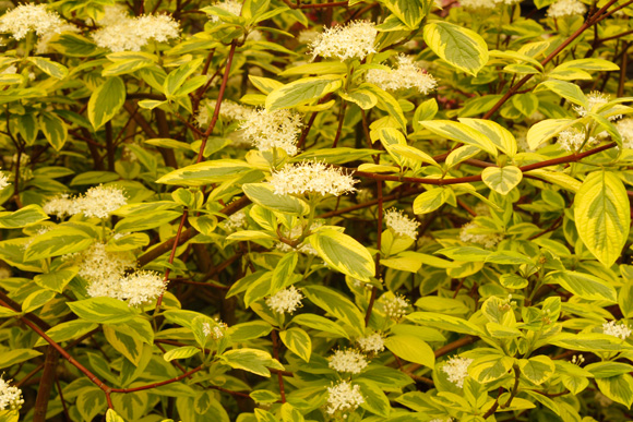 Cornus-chelsea-flower-show-2013