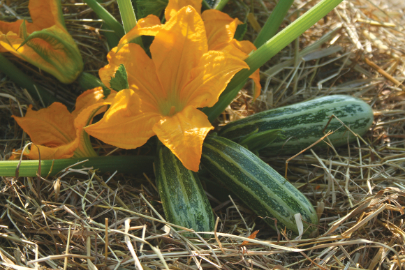 Courgette_Genoa_F1