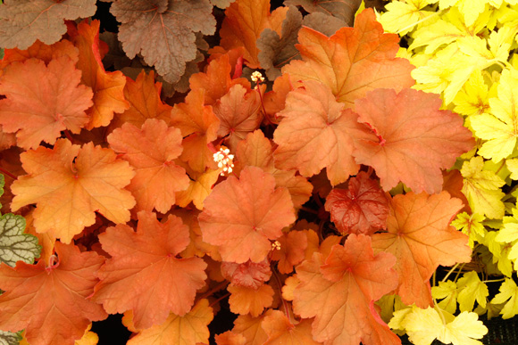 Heuchera