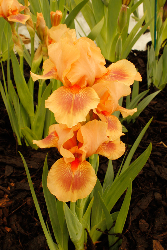 Iris-chelsea-flower-show-2013