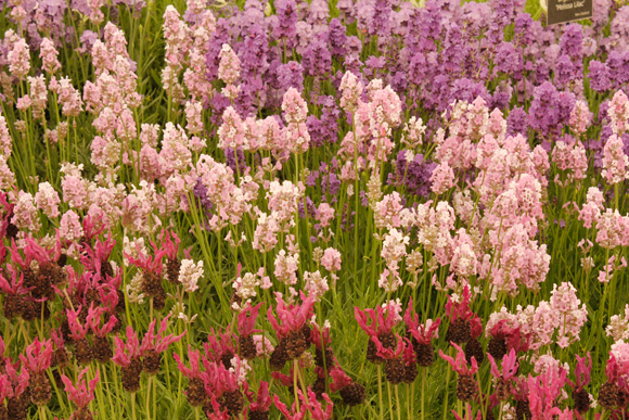 Lavender