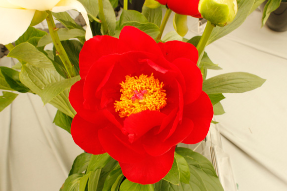 Paeony-chelsea-flower-show-2013