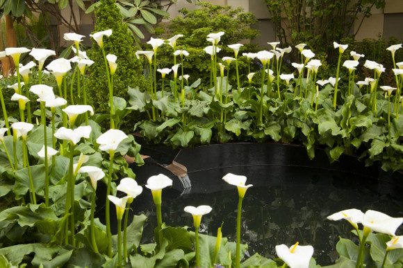 RHSChelsea'13B.North-Balston and Agius
