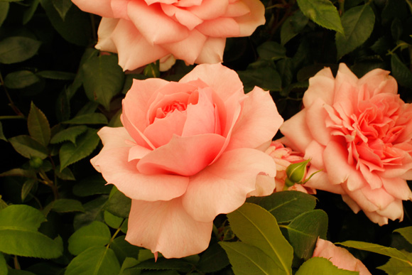 Rose Chelsea Flower Show 2013