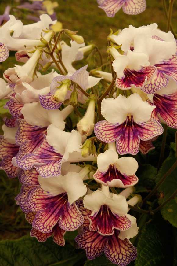 Streptocarpus