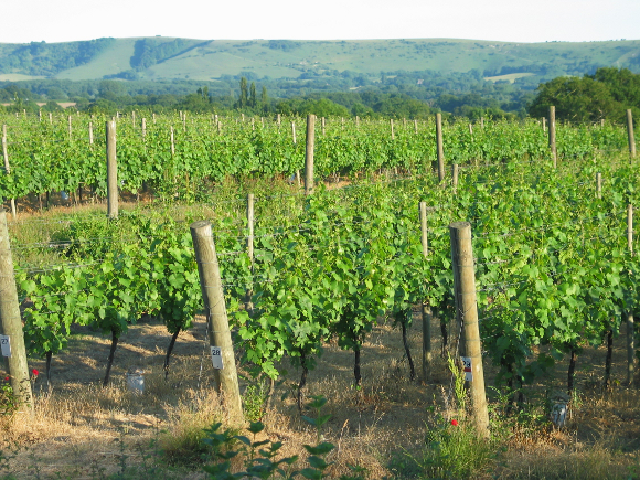 Wine-Week