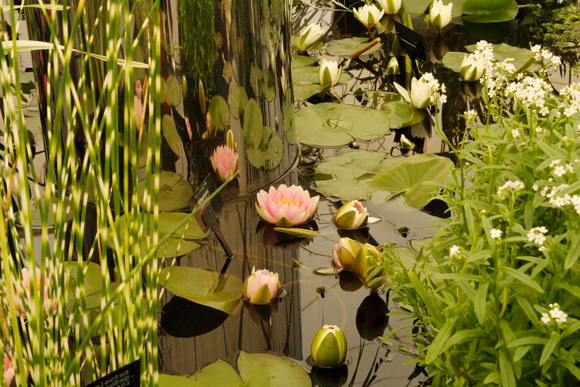 waterlilly-chelsea-flower-show-2013