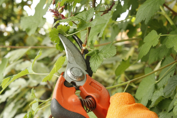 Pruning