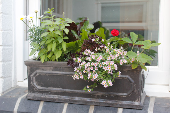 Lettuces-and-herbs