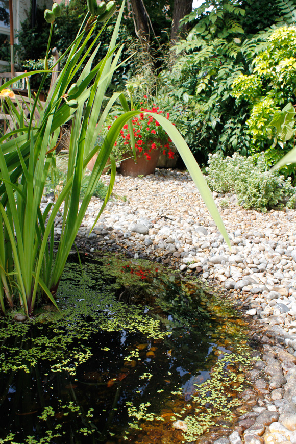 Pond