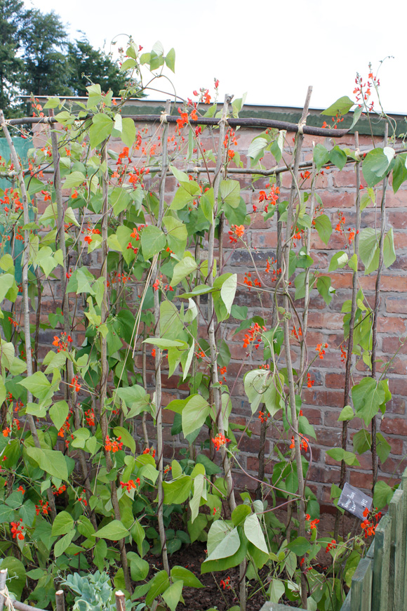 Runner-bean