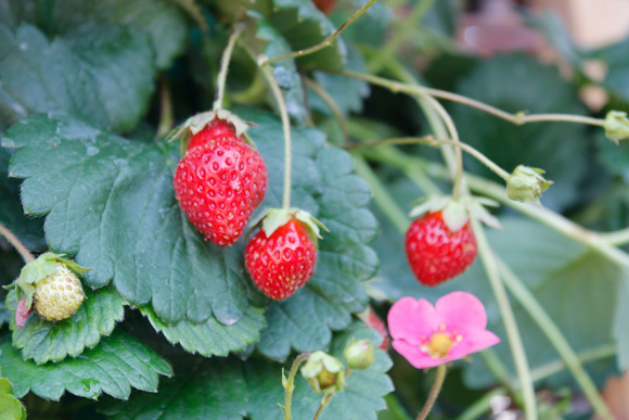 Strawberry