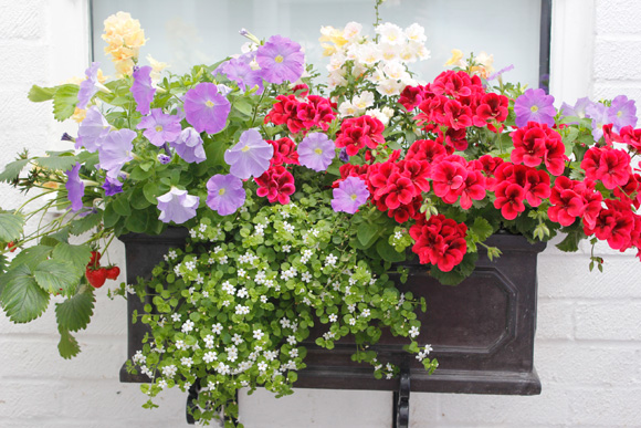 Windowbox