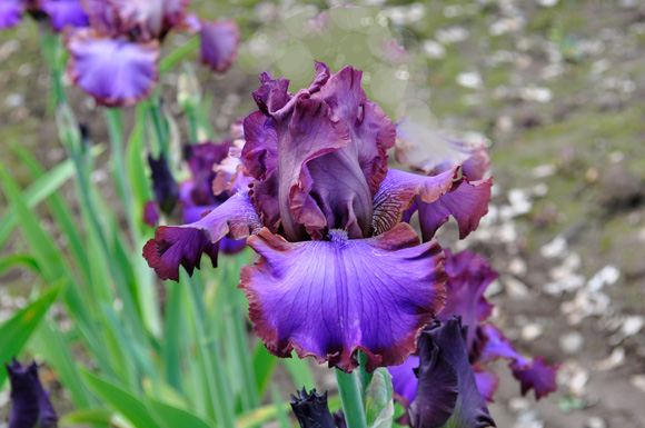 iris-gardening