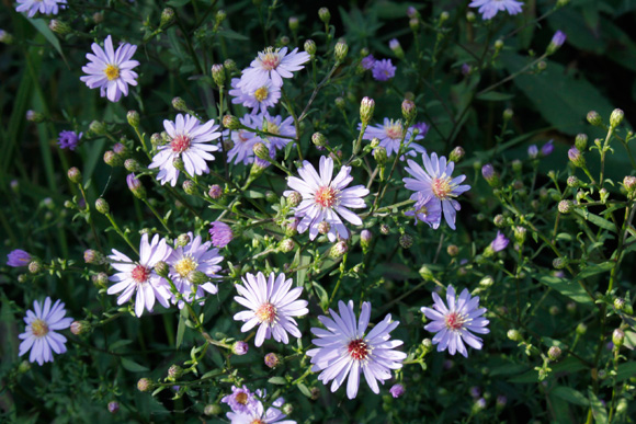 Aster-Little-Carlow
