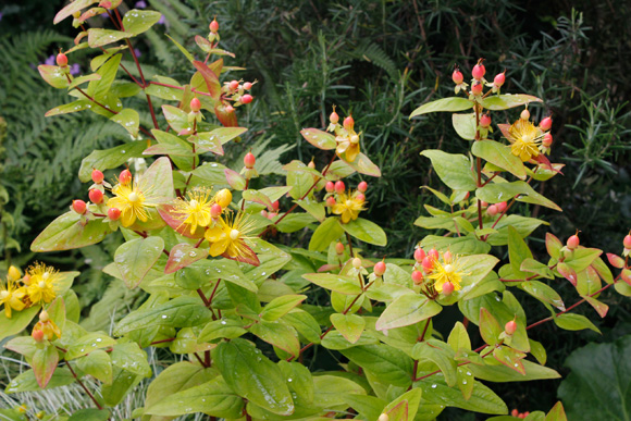 Hypericum-Magical-Beauty