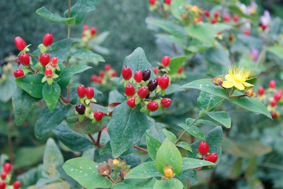 Hypericum-Magical-Red