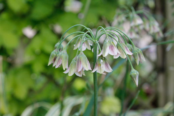 Nectaroscordum