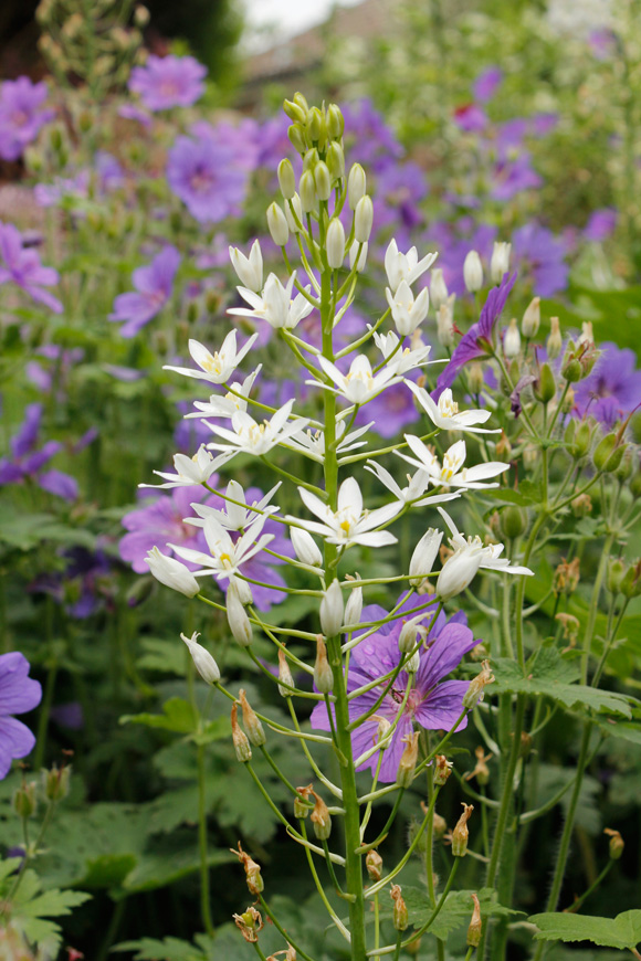 Ornithologalum