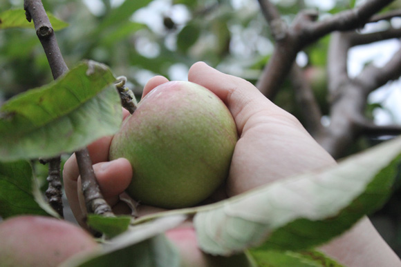 Picking-apples