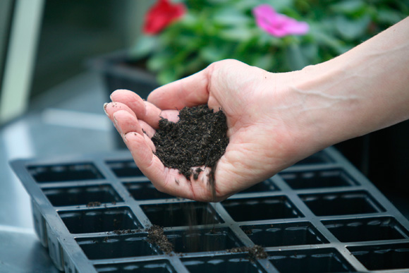 Seed-sowing